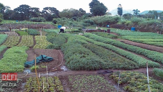 Culture vivrière : le quota des légumes à cultiver par mois établi
