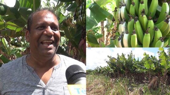 Piton : Satyajeet identifie ses bananes volées grâce à une astuce