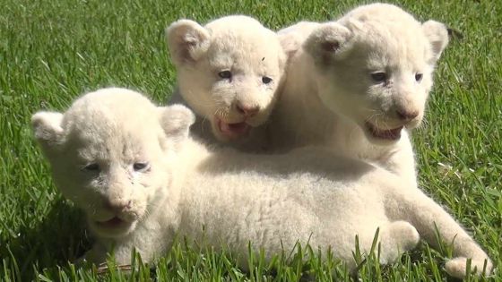 Casela: à la rencontre des lionceaux blancs