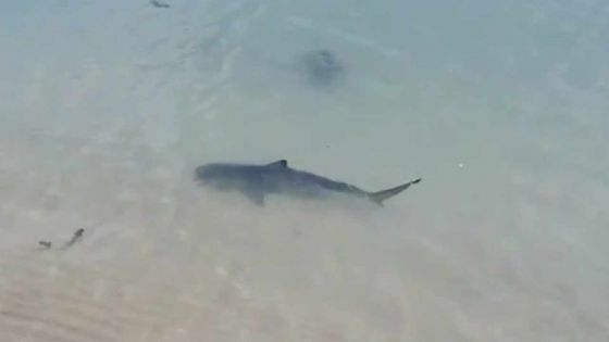 Un requin «mamzel» aperçu à Anse-La-Raie
