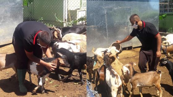 Confinement : études et élevage ne rendent pas chèvre… Zuhayr Madary 