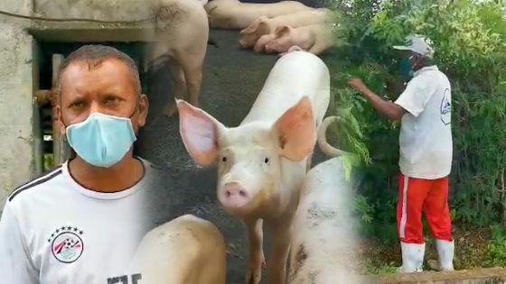 Confinement : deux éleveurs de porcs racontent leurs difficultés 