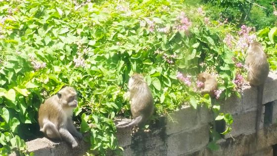 Riverside Lane, Coromandel : des singes font irruption dans des cours 