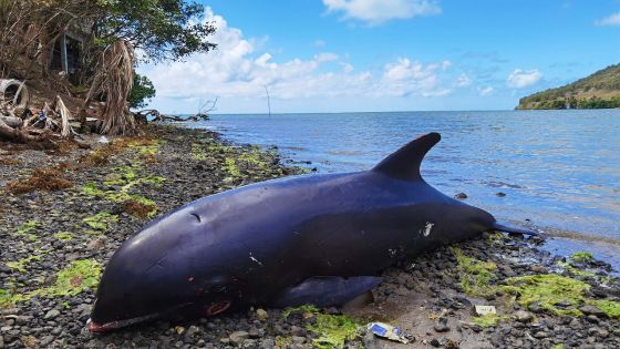 Sud-Est : 17 dauphins morts, selon un bilan à 16h30