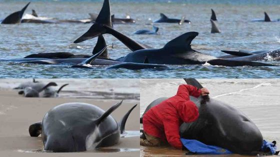 [En images] Mort de 380 cétacés coincés dans une baie en Tasmanie, selon un bilan des sauveteurs