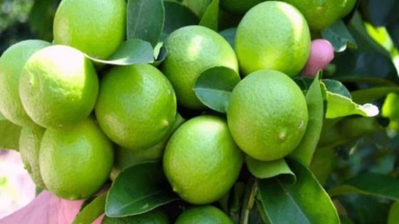 10 000 limons volés d’une culture à Belle-Rive