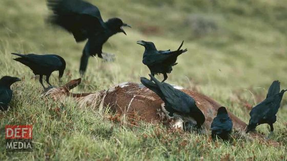 Démarrage d’une campagne pour le contrôle des corbeaux