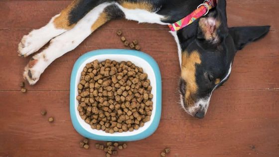 Aliments pour animaux de compagnie : les prix en hausse