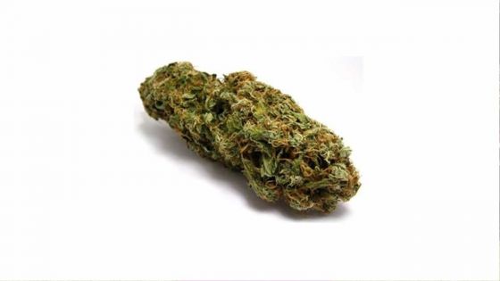 Drogue : un suspect de 23 ans arrêté avec 543 grammes de cannabis