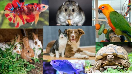 Bénédiction des animaux de compagnie à la Cathédrale Saint-Louis ce samedi