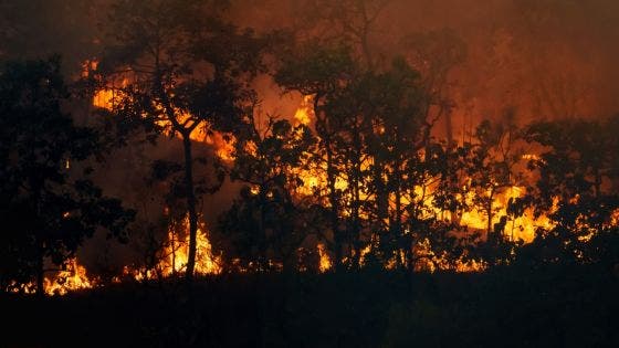 La destruction des forêts tropicales à un niveau record, sous l'effet des incendies