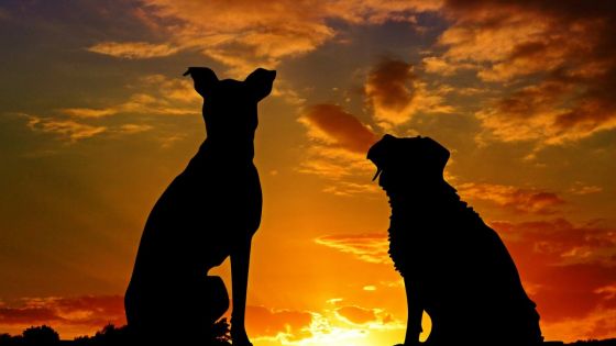 Crève-Cœur : enquête sur des morts suspectes de chiens