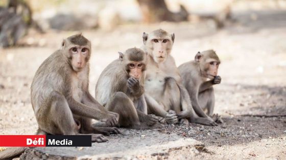 Affaire des macaques saisis : Hammerhead International Ltd ne lâche pas prise