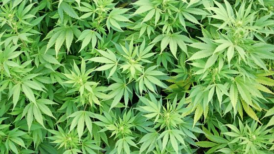 Vallée-des-Prêtres: Il s’adonne à la culture de cannabis