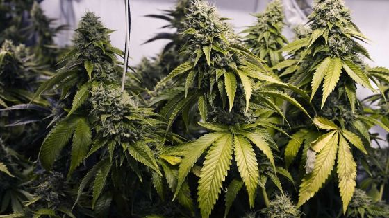 Cannabis: Une hypocrisie sociale