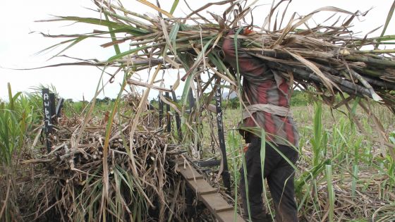 SIT envisage de produire 125 000 tonnes de sucre en Tanzanie