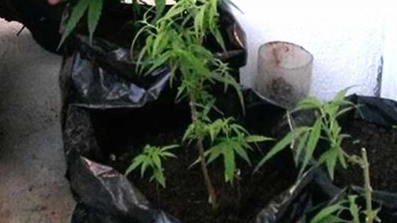 Le jour de son anniversaire: la police saisit 10 plants  de cannabis à son domicile