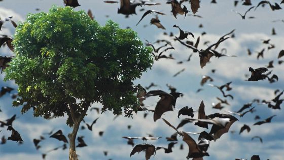 Les chauves-souris de Maurice ne sont pas des vecteurs de maladies