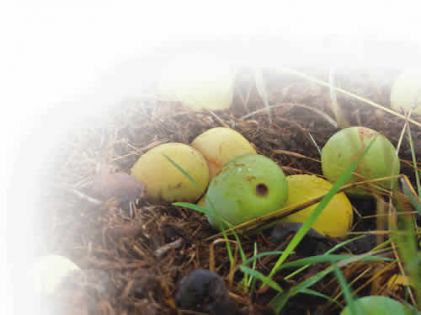 Baisse des récoltes fruitières: les chauves-souris blâmées à tort