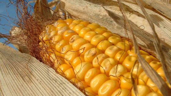 La production de maïs en chute libre