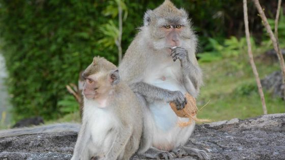 L’exportation des singes: un sujet «délicat» pour l’Etat