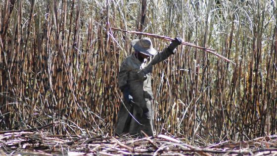 Taux d’extraction de sucre: la pire année depuis 1960