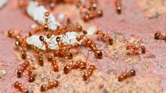 Fourmis rouges: comment les éloigner sans pesticide