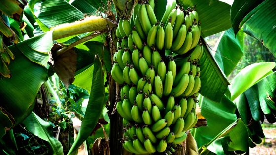 Agriculture: chute de 50% de la production de la banane