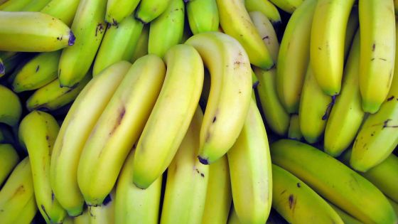 Bananes: plus de Cavendish en Angleterre