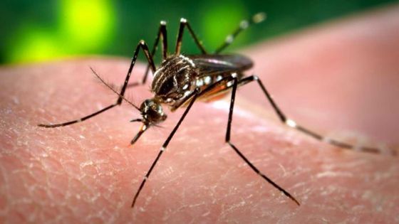Zika: le ministère de la Santé rassure