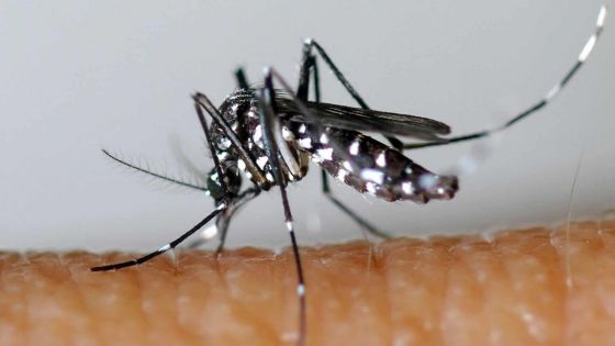 Virus Zika: la Santé rassure mais appelle à la prudence