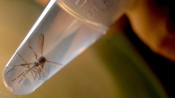 Zika: le monde s'inquiète, l'Amérique latine se mobilise