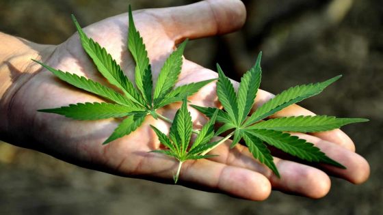 Commission d’enquête sur la drogue: une association réclame la dépénalisation du cannabis