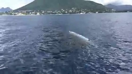 Tamarin: un requin attaque un dauphin