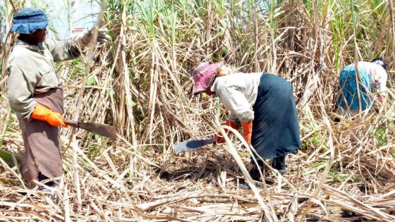 Industrie de la canne: les planteurs crient au «détournement» de sucre