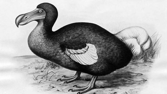 Les dodos n’étaient pas stupides selon des chercheurs