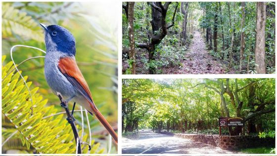 Bras D’Eau National Park: A natural sanctuary of the eastern coast