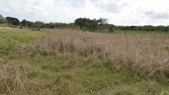 Projet de centrale à les Salines: les recommandations de Mott Macdonald dévoilées