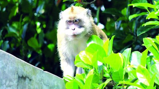 Sentiment d’insécurité: un singe se promène dans le village de Roches-Noires