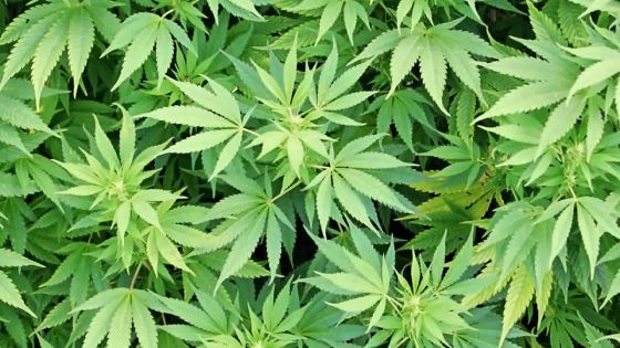Commission sur la drogue à Rodrigues: «On a déjà déraciné des plants de gandia à Plaine-Corail»