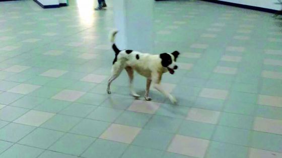 À proximité de l’unité des soins intensifs: un chien errant à l’intérieur de l’hôpital Victoria