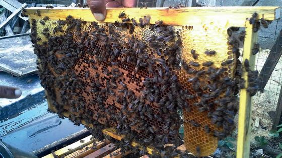 Apiculture: des mesures pour relancer la production de miel
