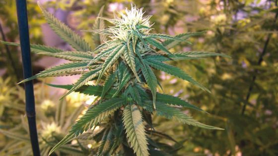 1 080 plants de cannabis déracinés