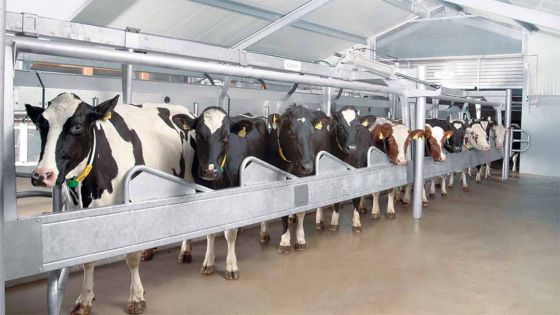 Milk revolution: Reviving the dairy sector