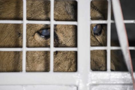 Les 33 lions sauvés de cirques sud-américains arrivés en Afrique