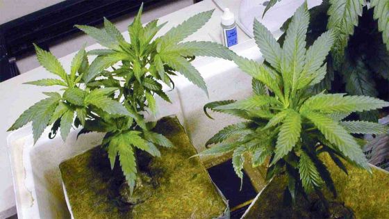 Rs1.6 million marijuana plants uprooted