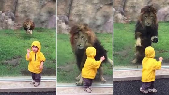 Quand un lion veut attraper un enfant