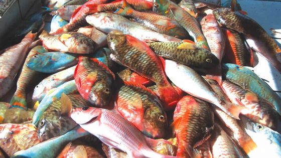 Consommation: le prix du poisson grimpe jusqu’à 37 %