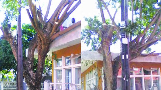 Fort Victoria, Cassis: un arbre représente un danger pour la sécurité publique
