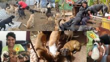 Vanisha Mohur : au chevet de ses 170 chiens